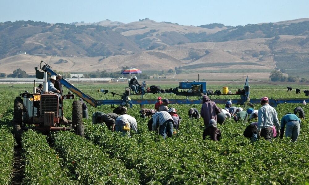 Vegetable Farm Worker Jobs in Canada