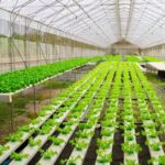 Farm Labourers Required in Canada