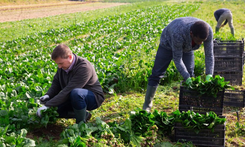 Canada Work Visa Programs for Farm Workers