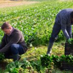 Canada Work Visa Programs for Farm Workers