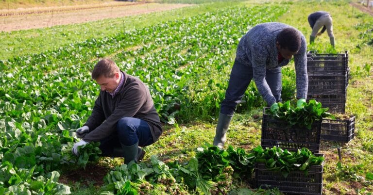 Canada Work Visa Programs for Farm Workers